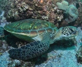Flat Rock Dive Site - Accommodation VIC 1