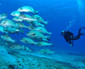 Flat Rock Dive Site - Accommodation VIC 3