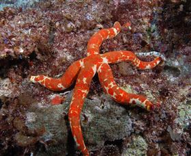 Flat Rock Dive Site - Accommodation VIC 2