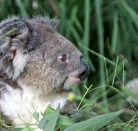 Koala Hospital - Accommodation VIC