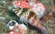 Cook Island Dive Site - thumb 3