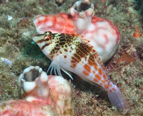 Cook Island Dive Site - Accommodation VIC 3