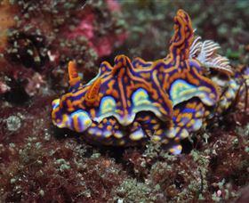 Cook Island Dive Site - Accommodation VIC 1