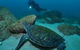 Cook Island Dive Site - thumb 2