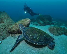 Cook Island Dive Site - Accommodation VIC 2