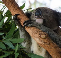 Macquarie Nature Reserve - Accommodation VIC