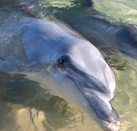 Dolphins of Monkey Mia - Accommodation VIC