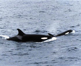 Killer Whale Trail - Accommodation VIC 0