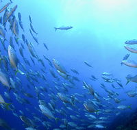 Cape Byron Marine Park - Accommodation VIC