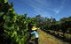 Cullen Wines - thumb 1