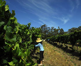Cullen Wines - Accommodation VIC 1