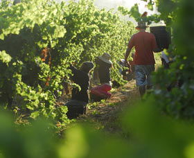 Cullen Wines - Accommodation VIC 2
