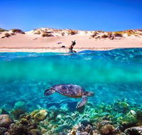 Snorkel the Ningaloo Reef - Accommodation VIC