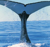 Humpback Whales - Accommodation VIC