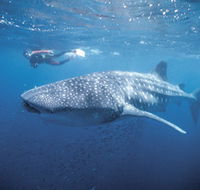 Swim with the Whale Sharks - Accommodation VIC