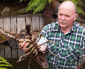 Lobster Ponds - Accommodation VIC 0