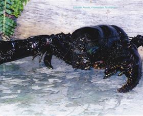 Lobster Ponds - Accommodation VIC 2