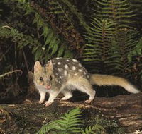 Tarkine Forest Reserve - Accommodation VIC