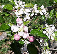 Avro Park Orchards - Accommodation VIC