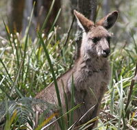 Blue Mountains Guides - Accommodation VIC