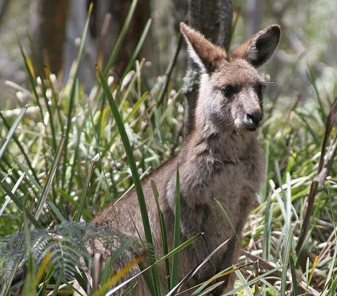 Blue Mountains Guides - Accommodation VIC 0