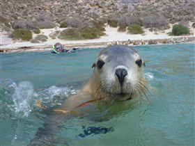 Calypso Star Charters - Accommodation VIC 0