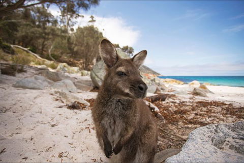 Nullarbor Traveller - Accommodation VIC 29
