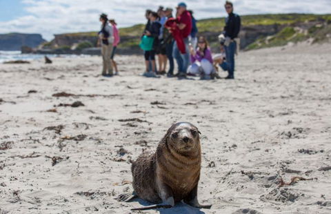 Kangaroo Island Odysseys - Accommodation VIC 4
