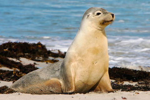 Kangaroo Island Odysseys - Accommodation VIC 13