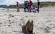 Kangaroo Island Odysseys - thumb 16