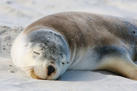 Kangaroo Island Odysseys - Accommodation VIC 18