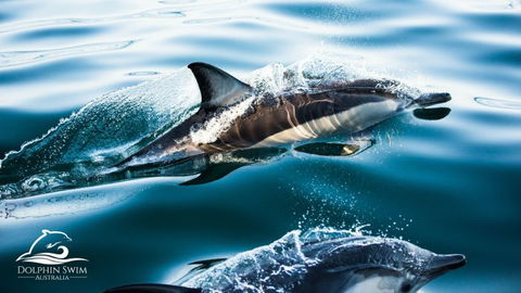 Dolphin Swim Australia - Accommodation VIC 1