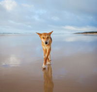 Fraser Island Adventure Tours - Accommodation VIC