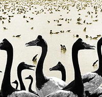 Tin Shed Art Gallery - Accommodation VIC