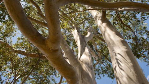 Lindsay Pryor Walk, Australian National University - Accommodation VIC 0