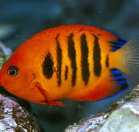 Cairns Marine - Accommodation VIC