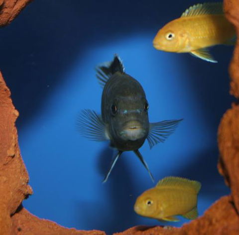 River To Reef Aquarium - Accommodation VIC 1