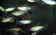 River To Reef Aquarium - thumb 3