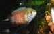 River To Reef Aquarium - thumb 4