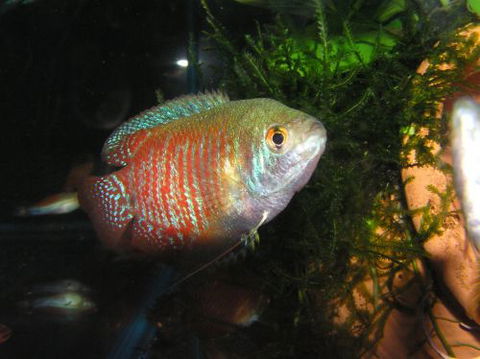 River To Reef Aquarium - Accommodation VIC 4