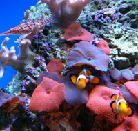 Tropical Marine Centre - Accommodation VIC