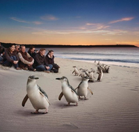 Down Under Thrills - Accommodation VIC