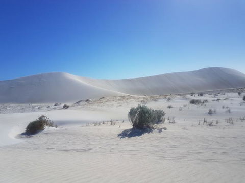 Pinnacles Desert, Koalas And Sandboarding 4WD Day Tour From Perth - Accommodation VIC 2