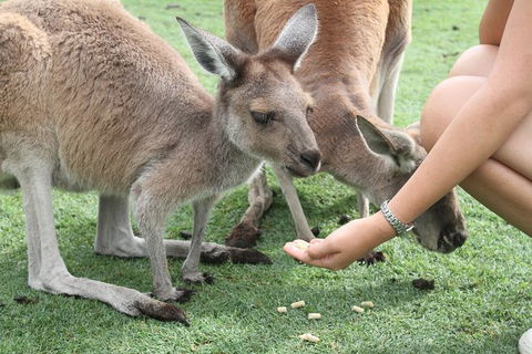 Pinnacles Desert, Koalas And Sandboarding 4WD Day Tour From Perth - Accommodation VIC 32