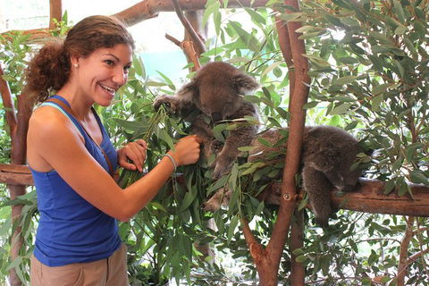 Pinnacles Desert, Koalas And Sandboarding 4WD Day Tour From Perth - Accommodation VIC 29