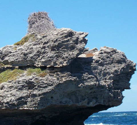 Rottnest Island Tour From Perth Or Fremantle Including Adventure Speed Boat Ride - Accommodation VIC 7