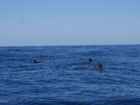 Rottnest Island Tour From Perth Or Fremantle Including Adventure Speed Boat Ride - Accommodation VIC 6