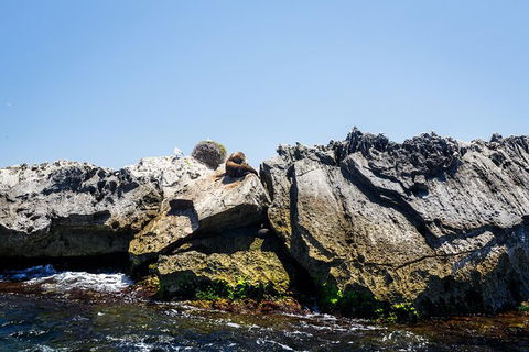 Rottnest Island Tour From Perth Or Fremantle Including Adventure Speed Boat Ride - Accommodation VIC 9