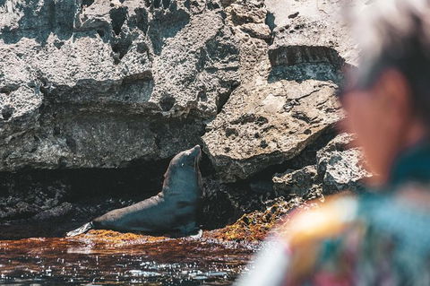 Rottnest Island Tour From Perth Or Fremantle Including Adventure Speed Boat Ride - Accommodation VIC 14