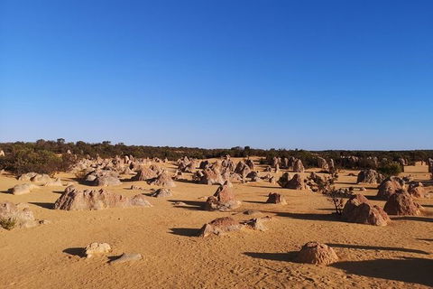 Pinnacles Day Trip From Perth Including Yanchep National Park - Accommodation VIC 6